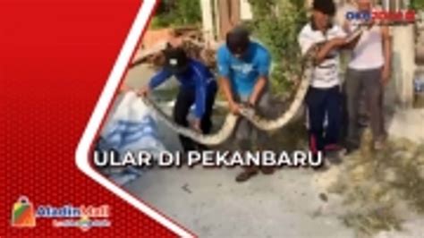 Warga Nekat Tangkap Ular Piton Lima Meter Dengan Tangan Kosong Di