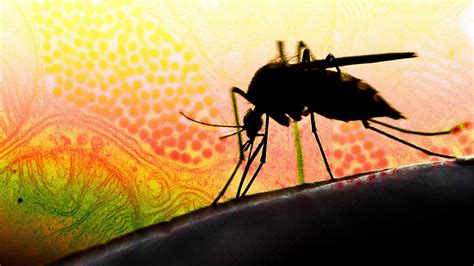 EEE 2024: symptoms, map, CDC update on deadly mosquito virus - Fast Company