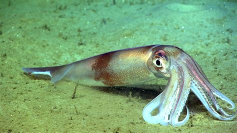 La Cryptomonnaie Squid Game Tait Une Arnaque