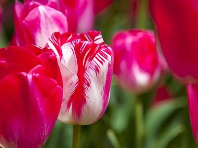 Tulip Red White Jigsaw Puzzle Jigzone