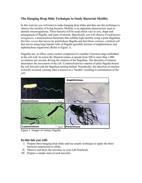 The Hanging Drop Slide and Bacterial Motility