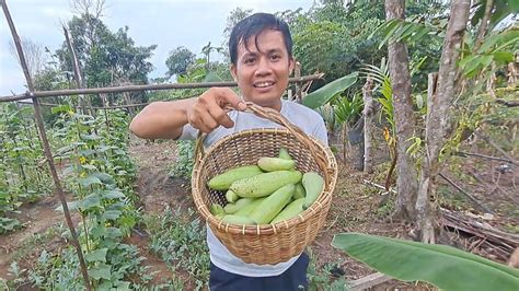 ALHAMDULILAH WIRTA KUNIL KUNIL SANI SINI PANEN BUAH DAN SAYURAN SEMOGA