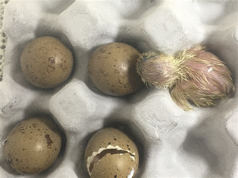 Button Quail Hatching Eggs - Incubators