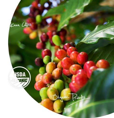 Organic Kona Coffee Plantation And Kona Coffee Tours