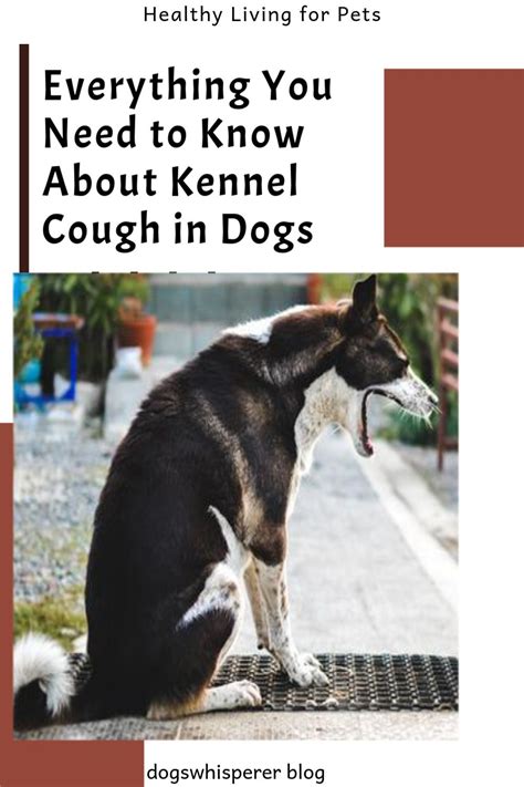 Kennel cough is an airborne respiratory infection caused by bacteria ...