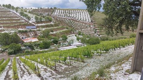 Vinhas destruídas por causa da chuva intensa na região de Trás os