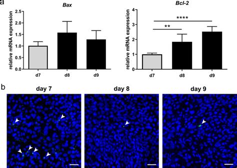 A Relative Mrna Expression Of Bax And Bcl 2 Statistical Analysis Was Download Scientific