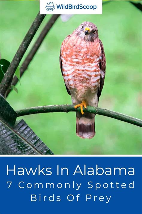 Hawks In Alabama 7 Commonly Spotted Birds Of Prey Artofit