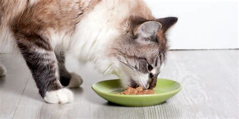 Can Cats Eat Canned Chicken How Often Should They Eat It