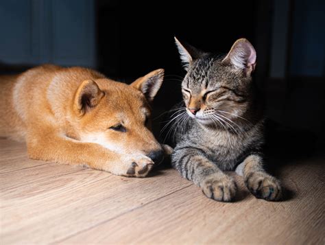 Kitten Who Is 'Most Gentle' Uncle to Six Newborn Puppies Melts Hearts