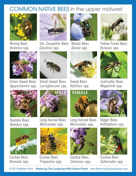 Restoring The Landscape With Native Plants: Plan Now for Spring Pollinators