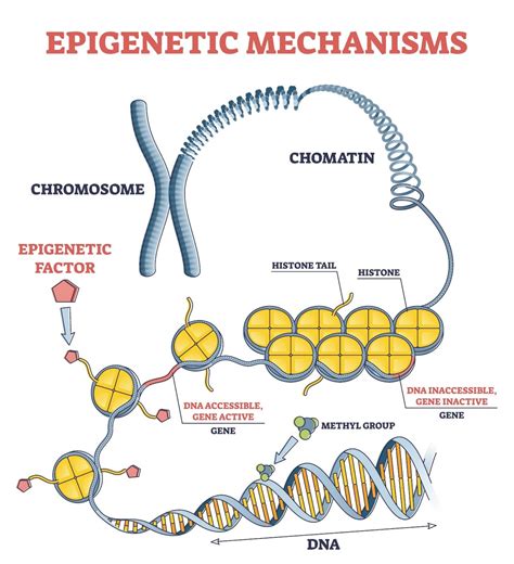 What S The Best Biological Age Clock What Are Epigenetic Clocks