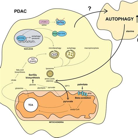 Diagram Indicating The Stimuli That Induce Autophagy In Pancreatic