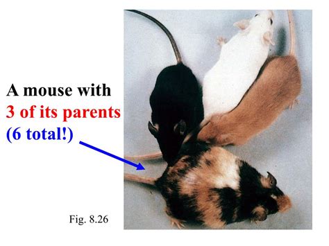 Ppt Model Organisms Mice Powerpoint Presentation Free Download Id