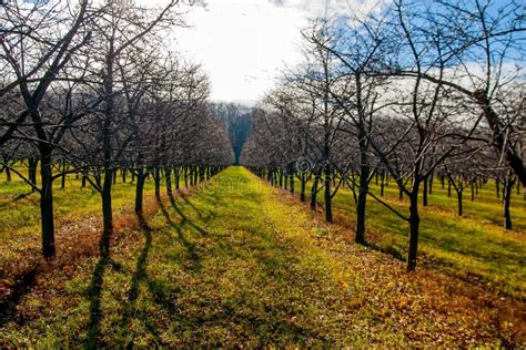 Apple Orchard Fall stock photo. Image of plants, fall - 160402592