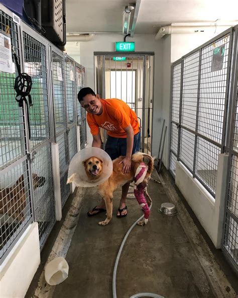 10 Places For Animal Lovers To Volunteer At In Singapore Thesmartlocal