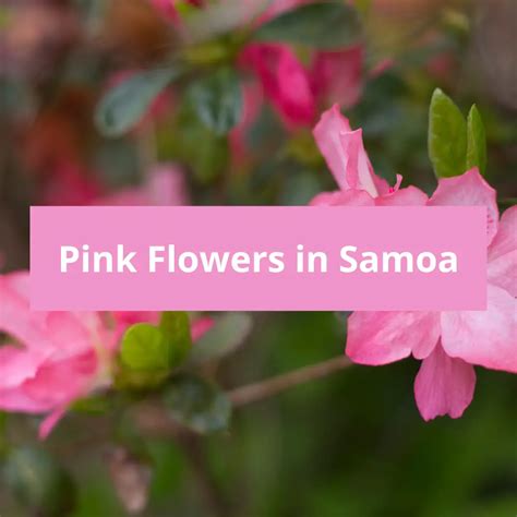 Pink Flowers in Samoa