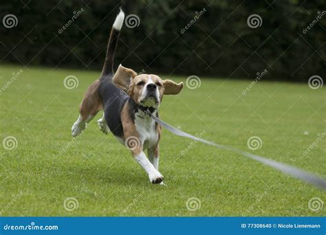 Funcionamiento Del Beagle Del Perro Al Aire Libre En Un Parque Foto De