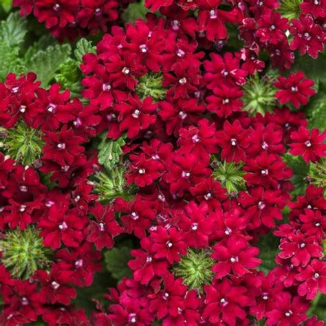 Proven Winners Superbena Royale Romance Red Verbena Red Basket