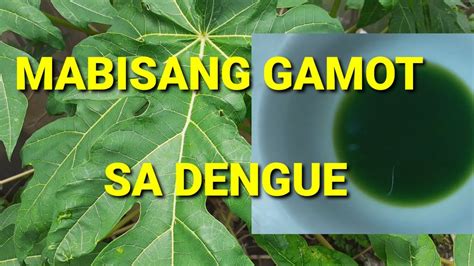 Mabisang Gamot Sa Dengue Medisinagamot