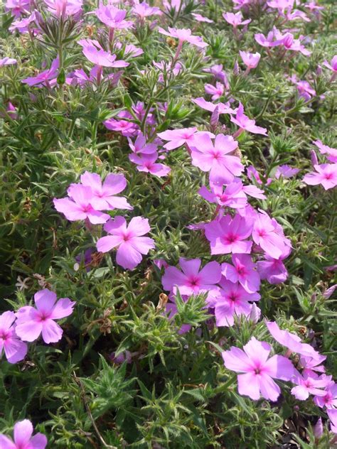 Phlox Intensia® Orchid Blast Phlox Garden Center Marketing