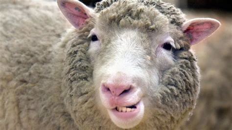 New research says Dolly the Sheep didn't die from health issues caused by animal cloning ...