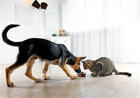 Can Dogs Eat Cat Food Spot And Tango