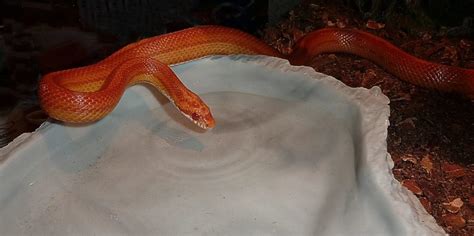 Feeding Your Corn Snake | ReptiFiles' Corn Snake Care Guide