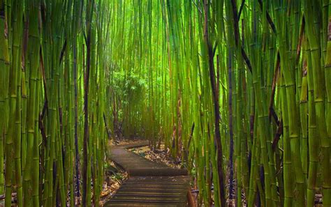 Bamboo Forest Wallpapers 4k HD Bamboo Forest Backgrounds On WallpaperBat