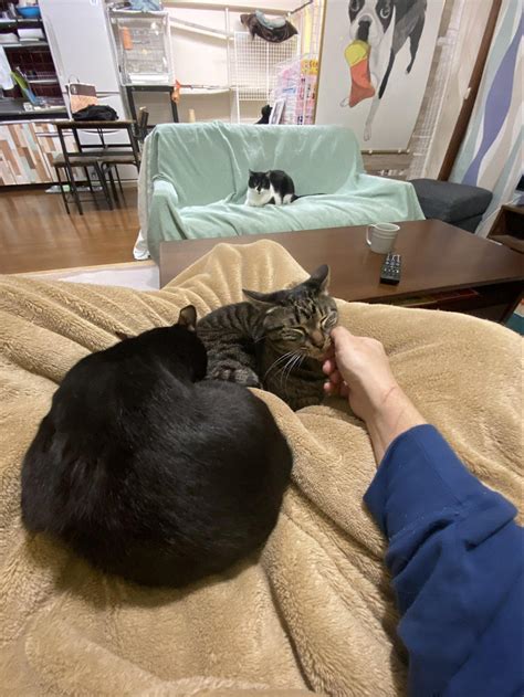 敬遠しあっていた、先住猫と新入り保護猫 「距離が縮まった瞬間」に心温まる 「こんなに仲良くなるとは」感動のワンシーンは必見！ 2ページ目