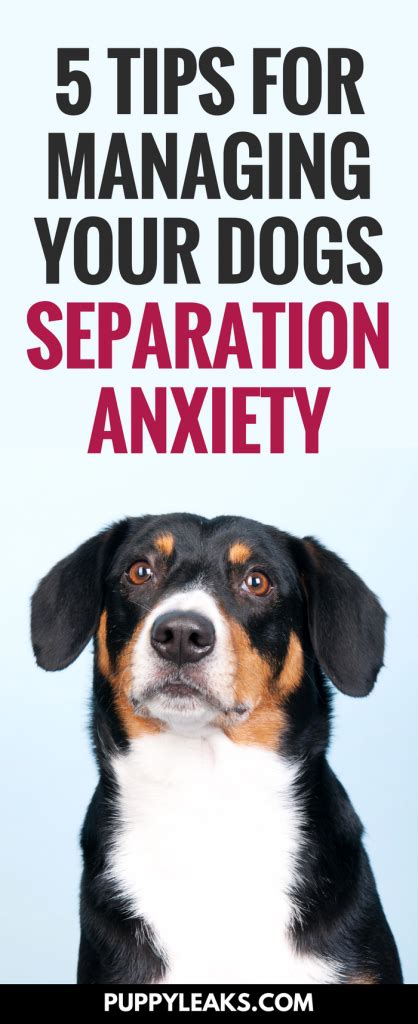 5 Tips For Managing Canine Separation Anxiety Puppy Leaks