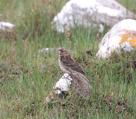 Latest bird sightings in the Scottish Highlands - Highland Birds