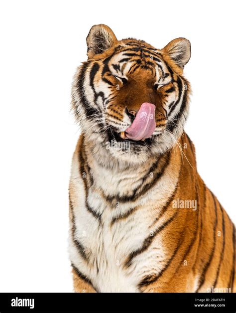 Tiger Licking Hi Res Stock Photography And Images Alamy