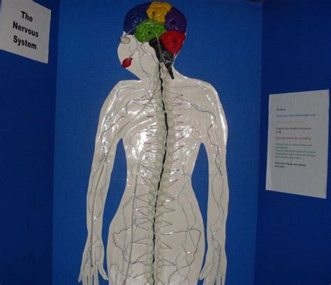 A Working Nervous System Model System Model Nervous System Projects Nervous System