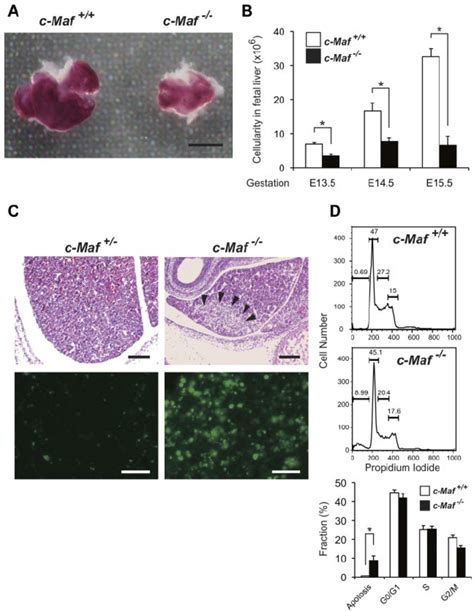 Increased number of apoptotic cells is | Download Scientific Diagram