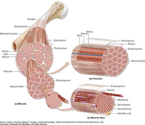 The Fascinating World Of Skeletal Muscle Unveiling The Microscopic