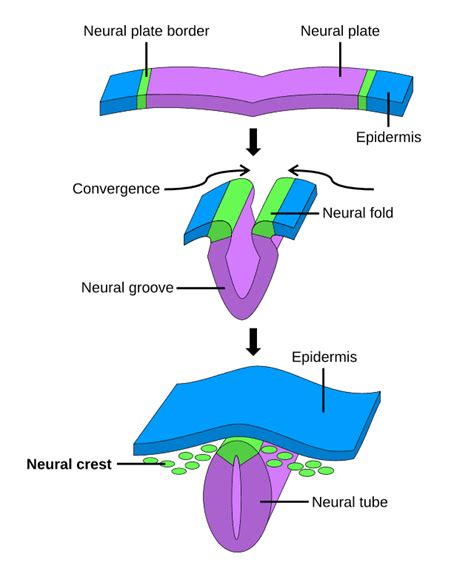 Tubo neural - Wikiwand