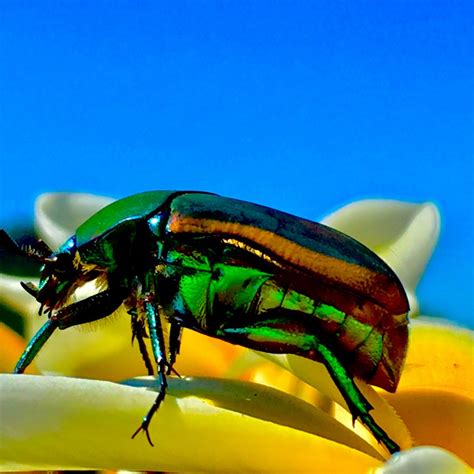 Green June Bug (Cotinis nitida) Photos | ThriftyFun