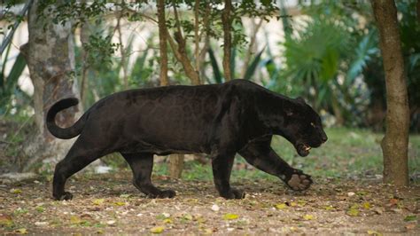 A picture with beautiful leopards in the living room. Spotted and black ...