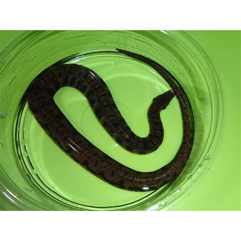 Tentacle Snake Juvenile To Adult Strictly Reptiles