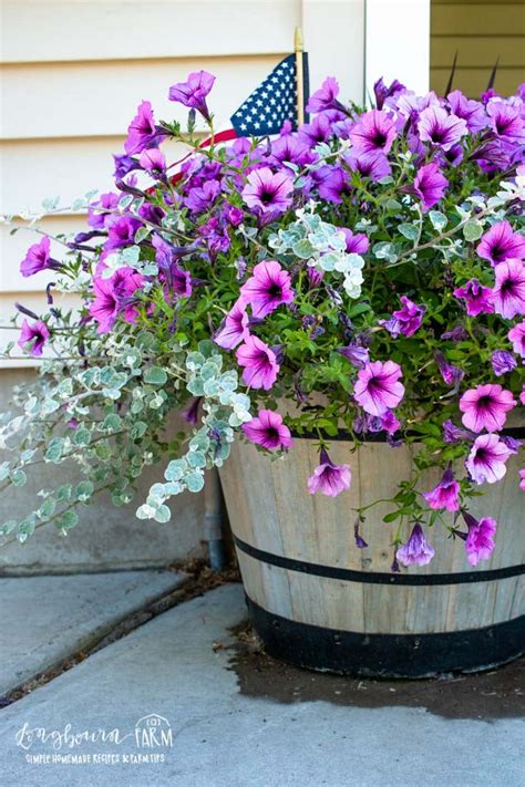 Best Flowers For Large Outdoor Pots