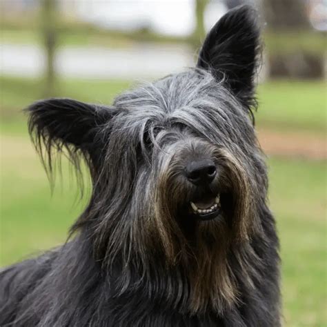 15 Black Dogs With Pointy Ears Breed About And Pictures Dog Friendly