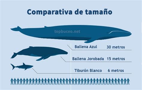 Cuadro Comparativo Del Tama O De La Ballena Azul