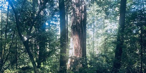 Salt Point State Park S Pygmy Forest In Gualala Sonoma County Tourism