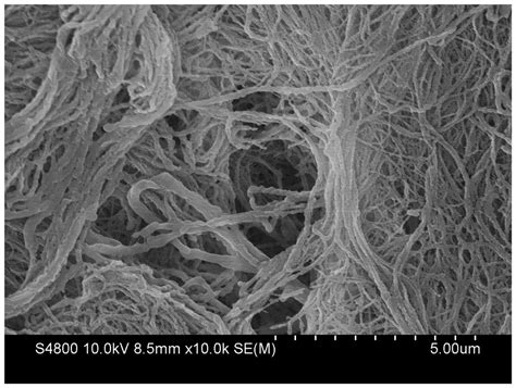 疏水性细菌纤维素的制备方法、疏水性细菌纤维素及应用与流程