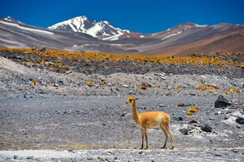 Catamarca Mountains