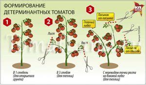 Томат Катя F1: ОТЗЫВЫ (56), фото, урожайность, описание и ...