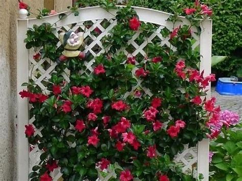 Super Cool Mandevilla Trellis Ideas Trellis For Mandevilla Plant