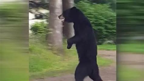 New Famous Video Shows Upright-Walking Bear Passing Through His ...