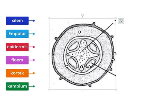 Organ Batang Pada Tumbuhan Diagrama Con Etiquetas